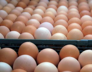 Україна – на 10-му місці серед найбільших виробників яєць у світі в 2017 році